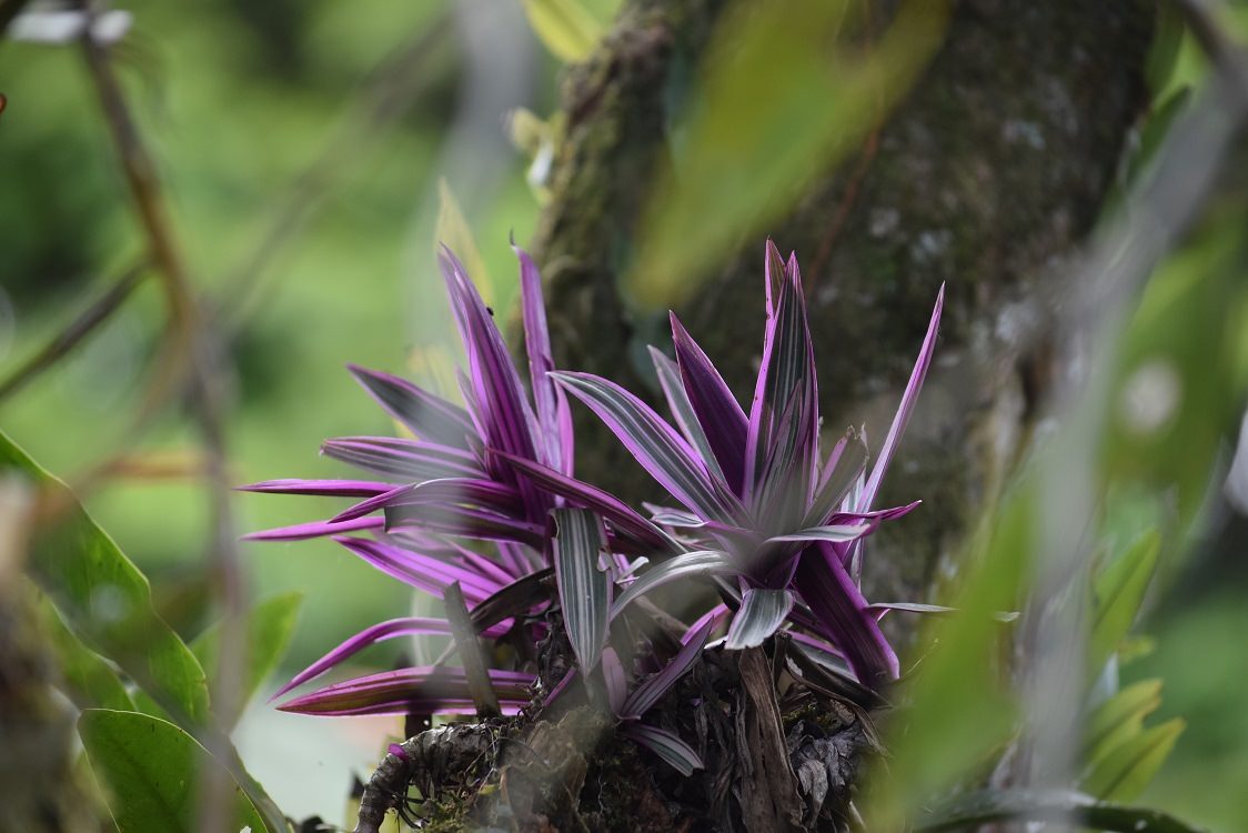 Tradescantia spathacea 'Discolor'